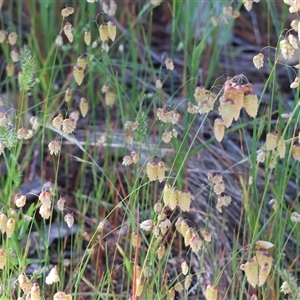 Briza maxima at Leneva, VIC by KylieWaldon