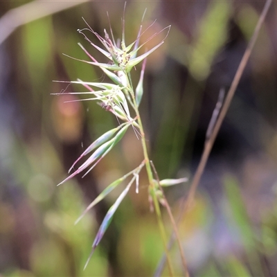 Rytidosperma sp. (Wallaby Grass) at Leneva, VIC - 2 Nov 2024 by KylieWaldon