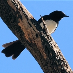 Rhipidura leucophrys (Willie Wagtail) at Wodonga, VIC - 2 Nov 2024 by KylieWaldon