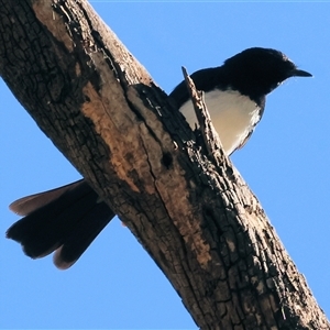 Rhipidura leucophrys at Wodonga, VIC - 2 Nov 2024