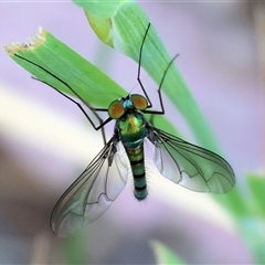 Heteropsilopus sp. (genus) (A long legged fly) at Wodonga, VIC - 2 Nov 2024 by KylieWaldon