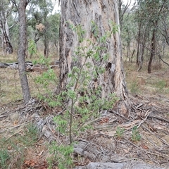 Celtis australis (Nettle Tree) at O'Malley, ACT - 2 Nov 2024 by Mike