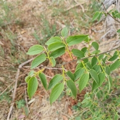 Celtis australis at O'Malley, ACT - 2 Nov 2024 11:07 AM