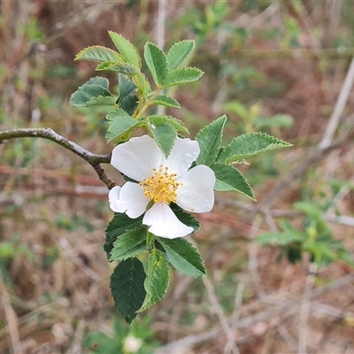 Rosa canina (Dog Rose) at O'Malley, ACT - 1 Nov 2024 by Mike