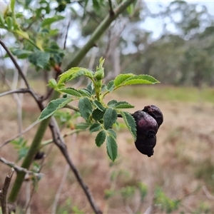 Rosa canina at O'Malley, ACT - 2 Nov 2024 10:58 AM