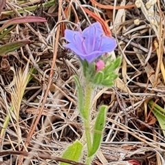 Echium plantagineum (Paterson's Curse) at O'Malley, ACT - 1 Nov 2024 by Mike