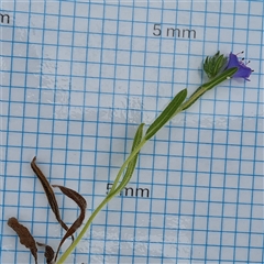 Echium plantagineum at O'Malley, ACT - 2 Nov 2024