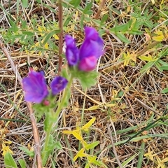 Echium plantagineum at O'Malley, ACT - 2 Nov 2024