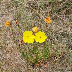 Oenothera stricta subsp. stricta (Common Evening Primrose) at O'Malley, ACT - 2 Nov 2024 by Mike