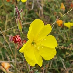 Oenothera stricta subsp. stricta at O'Malley, ACT - 2 Nov 2024