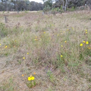 Oenothera stricta subsp. stricta at O'Malley, ACT - 2 Nov 2024