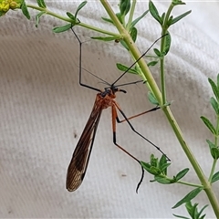 Harpobittacus australis (Hangingfly) at O'Malley, ACT - 2 Nov 2024 by Mike