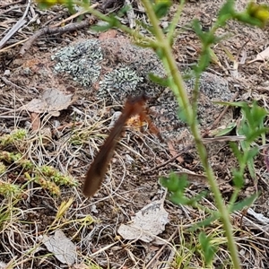 Harpobittacus australis at O'Malley, ACT - 2 Nov 2024 10:15 AM