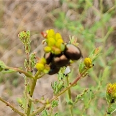 Chrysolina quadrigemina (Greater St Johns Wort beetle) at O'Malley, ACT - 2 Nov 2024 by Mike