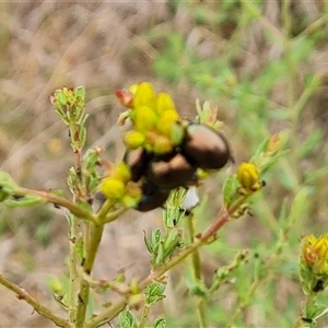 Chrysolina quadrigemina at O'Malley, ACT - 2 Nov 2024