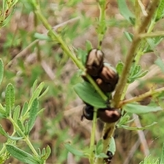 Chrysolina quadrigemina at O'Malley, ACT - 2 Nov 2024