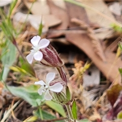 Silene gallica (French Catchfly) at O'Malley, ACT - 2 Nov 2024 by Mike