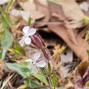 Silene gallica at O'Malley, ACT - 2 Nov 2024