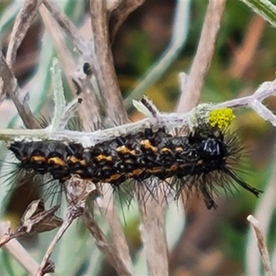 Nyctemera (genus) (A Tiger moth (Arctiini)?) at O'Malley, ACT - 1 Nov 2024 by Mike