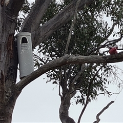 Eolophus roseicapilla (Galah) at O'Malley, ACT - 2 Nov 2024 by Mike