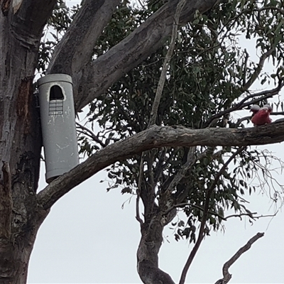 Eolophus roseicapilla (Galah) at O'Malley, ACT - 1 Nov 2024 by Mike