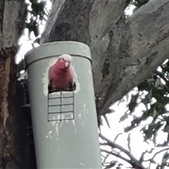 Eolophus roseicapilla at O'Malley, ACT - 2 Nov 2024 09:14 AM