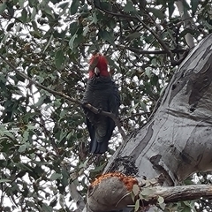 Callocephalon fimbriatum (Gang-gang Cockatoo) at O'Malley, ACT - 2 Nov 2024 by Mike