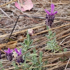 Lavandula stoechas (Spanish Lavender or Topped Lavender) at O'Malley, ACT - 1 Nov 2024 by Mike