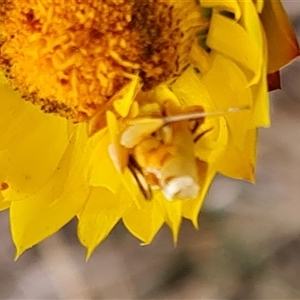 Heliocosma (genus - immature) at O'Malley, ACT - 2 Nov 2024 08:43 AM