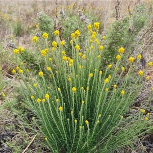 Chrysocephalum semipapposum at O'Malley, ACT - 2 Nov 2024 08:41 AM