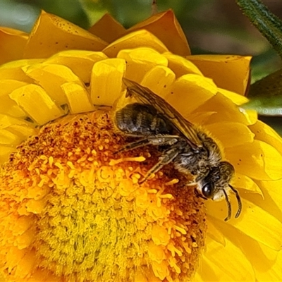Lasioglossum (Chilalictus) sp. (genus & subgenus) (Halictid bee) at O'Malley, ACT - 2 Nov 2024 by Mike