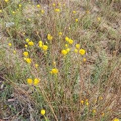 Xerochrysum viscosum (Sticky Everlasting) at O'Malley, ACT - 1 Nov 2024 by Mike