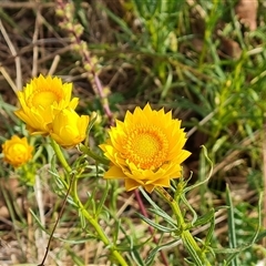 Xerochrysum viscosum at O'Malley, ACT - 2 Nov 2024