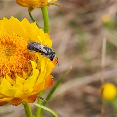 Unidentified Insect at O'Malley, ACT - 1 Nov 2024 by Mike