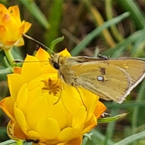 Trapezites luteus at O'Malley, ACT - 2 Nov 2024 08:35 AM