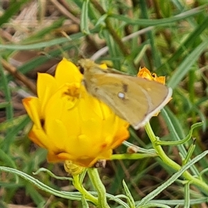 Trapezites luteus at O'Malley, ACT - 2 Nov 2024 08:35 AM