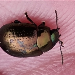 Chrysolina quadrigemina (Greater St Johns Wort beetle) at O'Malley, ACT - 2 Nov 2024 by Mike