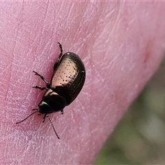 Chrysolina quadrigemina at O'Malley, ACT - 2 Nov 2024 08:26 AM