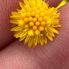 Calotis lappulacea (Yellow Burr Daisy) at Yarralumla, ACT - 2 Nov 2024 by lbradley