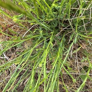 Calotis lappulacea at Yarralumla, ACT - 2 Nov 2024 11:33 AM