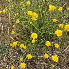 Calotis lappulacea at Yarralumla, ACT - 2 Nov 2024 11:33 AM