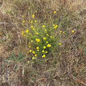 Calotis lappulacea at Yarralumla, ACT - 2 Nov 2024 11:33 AM