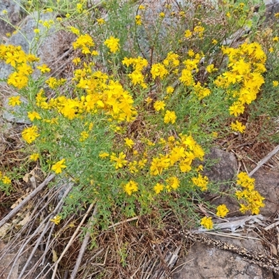 Hypericum perforatum (St John's Wort) at O'Malley, ACT - 1 Nov 2024 by Mike