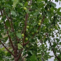 Prunus sp. (A Plum) at O'Malley, ACT - 2 Nov 2024 by Mike