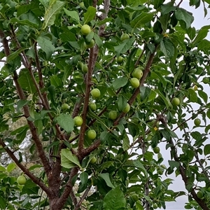 Prunus sp. at O'Malley, ACT - 2 Nov 2024 07:52 AM