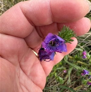 Echium plantagineum at Yarralumla, ACT - 2 Nov 2024