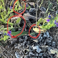 Echium plantagineum at Yarralumla, ACT - 2 Nov 2024