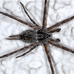 Tamopsis fickerti (Two-tailed spider) at Ainslie, ACT - 30 Oct 2024 by jb2602