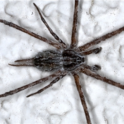 Tamopsis fickerti (Two-tailed spider) at Ainslie, ACT - 29 Oct 2024 by jb2602