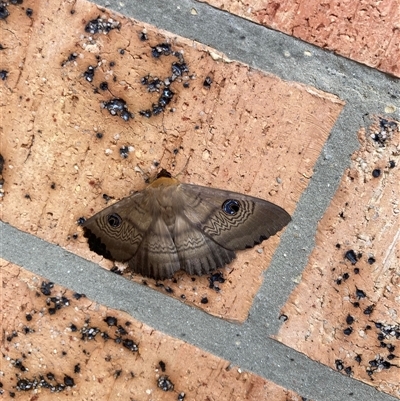 Dasypodia selenophora (Southern old lady moth) at Griffith, ACT - 2 Nov 2024 by W